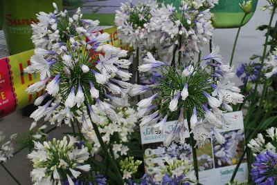 Agapanthus  'Indigo Frost™'