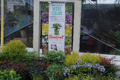 Seen @ Spring Trials 2016.: From the Sunset Western Garden Collection®: Less water, More Color.  Plants chosen for there minimal water use, yet brilliant color display.   SunsetWesternGardenCollection.com