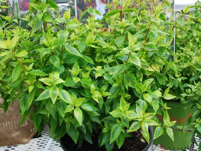 Abelia  'Kaleidoscope'