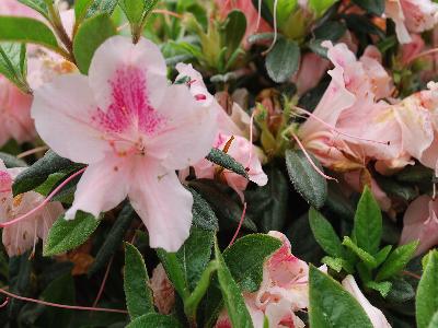 Azalea Encore 'Autumn Chiffon'