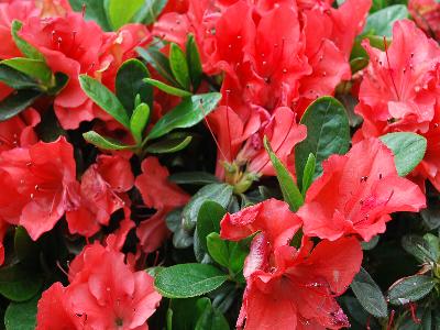 Azalea Encore 'Autumn Sunset'