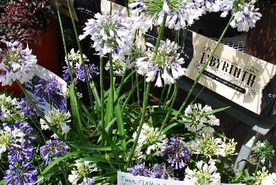 Agapanthus  'Ever White'