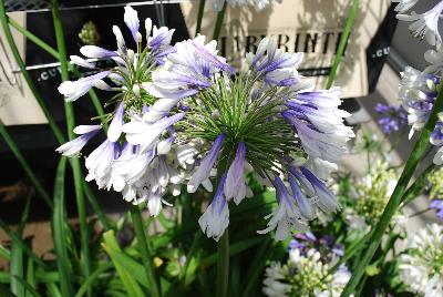  Agapanthus Indigo Frost™ 