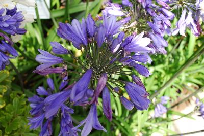  Agapanthus Ever Blue 