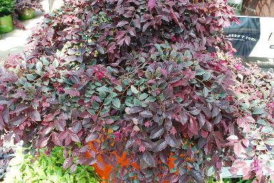 Loropetalum  'Purple Daydream™'