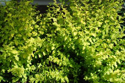 Ligustrum  'Sunshine'