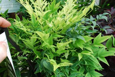 Nandina  'Lemon Lime'