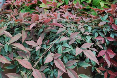  Nandina Flirt™ 