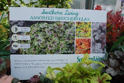 Heucherellas: As Seen @ Sunset Western Garden/Southern Living Plant Collection Spring Trials 2015: Assorted Heucherellas offering year-round color and humnidity tolerant foliage that varies in hues with the seasons.  Pink or white spikes of flowers appear in spring through summer.