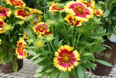 Gaillardia Sunset 'Flash'