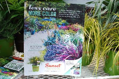 Easy to Use: As Seen @ Sunset Western Garden/Southern Living Plant Collection Spring Trials 2015: Less Care.  More Color.