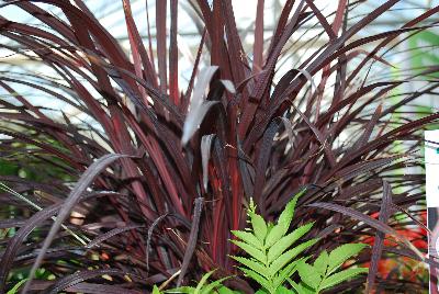 Cordyline  'Design-A-Line'