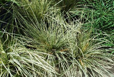 Lomandra  'Platinum Beauty™'