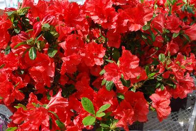 Encore® Azalea Autumn Fire™ 