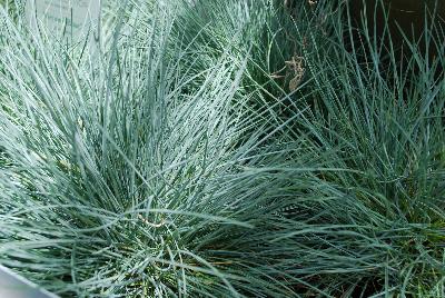 Festuca  'Beyond Blue'