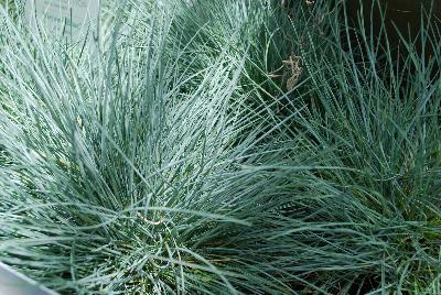  Festuca Beyond Blue 