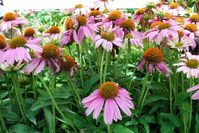  Echinacea Crazy Pink™ 