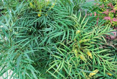  Mahonia Soft Caress 