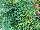 Sunset Western Garden Collection: Mahonia  'Soft Caress' 