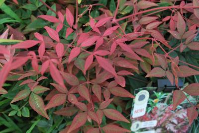 Nandina  'Obsession'