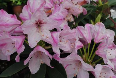 Rhododendron Southgate® 'Radiance™'