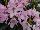 Sunset Western Garden Collection: Rhododendron  'Radiance&trade;' 
