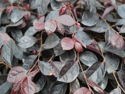  Loropetalum weeping Purple Pixie 