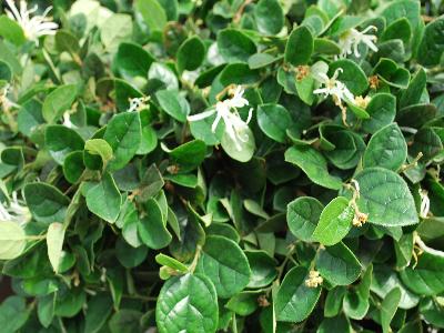  Loropetalum Emerald Snow 