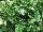 Sunset Western Garden Collection: Loropetalum  'Emerald Snow' 