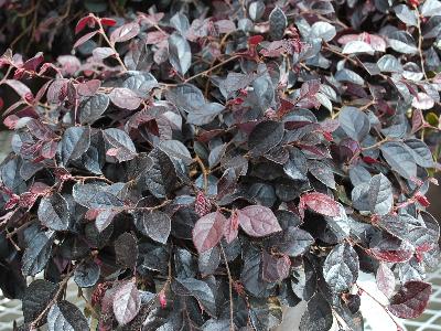 Rhododendron Southgate 'Breezy'