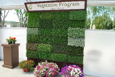 Seen @ Spring Trials 2016.: On display at Headstart Nursery Spring Trials 2016: featuring a full Vegetative Program with 128- and 200-cell varieties.