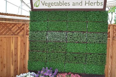 Seen @ Spring Trials 2016.: On display at Headstart Nursery Spring Trials 2016: featuring a full Vegetative and Herb Program with  varied-size cell varieties.