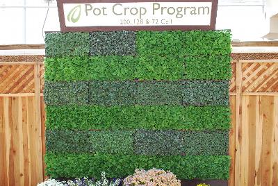 Seen @ Spring Trials 2016.: On display at Headstart Nursery Spring Trials 2016: featuring a full Pot Crop Program with 128- and 200-, 128- and 72-cell varieties.