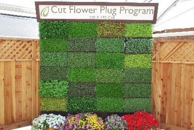 Seen @ Spring Trials 2016.: On display at Headstart Nursery Spring Trials 2016: featuring a full Cut Flower Plug Program with 200- and 392-cell varieties.