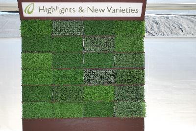 Seen @ Spring Trials 2016.: On display at Headstart Nursery Spring Trials 2016: featuring Highlights and New Varietiesavailable.