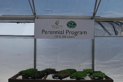 Seen @ Spring Trials 2016.: On display at Headstart Nursery Spring Trials 2016: featuring a full Perennial Program with 128- and 200-cell varieties.