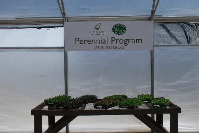Seen @ Spring Trials 2016.: On display at Headstart Nursery Spring Trials 2016: featuring a full Perennial Program with128- and 200-cell varieties.