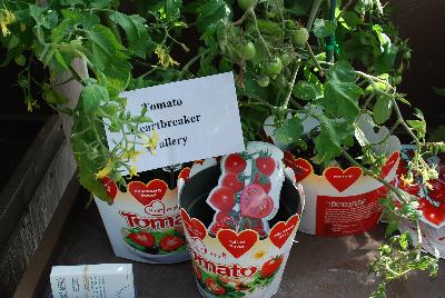 Tomato Heart Breaker 'Vallery'