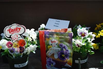 At Headstart Nursery Spring Trials 2015.: The Incredible Edible Viola.