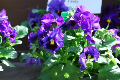 Tasty Viola Blue 