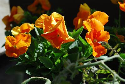 Viola Tasty 'Orange'