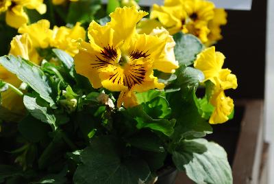 Viola Tasty 'Yellow'