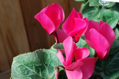 Cyclamen Maxora 'Salmon'