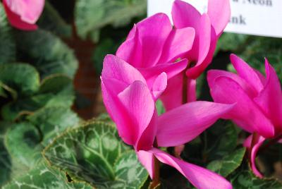 Cyclamen Maxora 'Neon Pink'