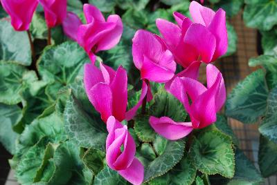 Cyclamen Maxora 'Fuchsia'