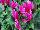 Headstart Nursery: Cyclamen  'Fuchsia' 