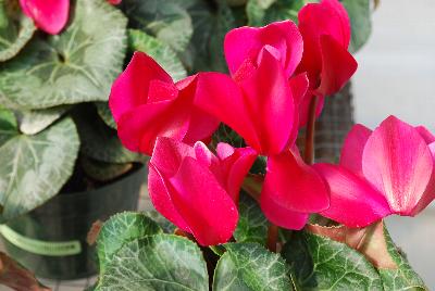 Cyclamen Maxora 'Wine Red'