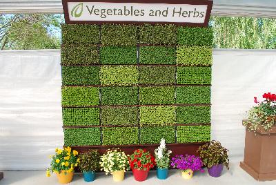 At Headstart Nursery Spring Trials 2015.: At Headstart Nursery Spring Trials 2015: Vegetables & Herbs.