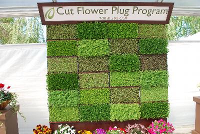 At Headstart Nursery Spring Trials 2015.: At Headstart Nursery Spring Trials 2015: Cut Flower Plug Program.