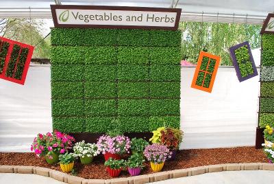 From Headstart Nursery, Spring Trials 2014: As seen @ Headstart Nurseries, vegetable and herb programs.